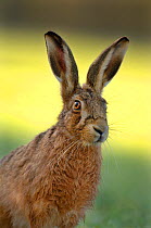 European / Brown hare portrait (Lepus europaeus), Derbyshire, UK, March.