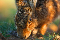 European / Brown hare (Lepus europaeus)~male following the scent of a female during the breeding season. Derbyshire, UK, March.