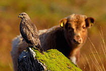 Common Buzzard (Buteo buteo) perched on rock with curious Highland cow behind. Isle of Mull, Scotland, UK, February.