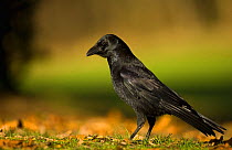 Carrion crow (Corvus corone) Derbyshire, UK, November.