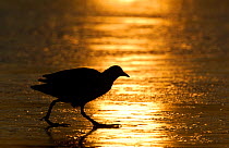 Coot (Fulica atra) adult silhouetted on a frozen lake at dawn. Derbyshire, UK, February.