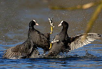Coots (Fulica atra) two males fighting in a territorial dispute, Nottinghamshire, UK, March.