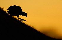 Coot (Fulica atra) silhouetted as it descends a grass bank, Derbyshire, UK, March. Highly commended in the Portfolio category of the BWPA Competition 2016.