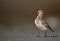 Dunlin (Calidris alpina) adult trying to pull a worm out of the wet sand, September, Shetland Islands, UK, September.