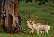 Fallow deer (Dama dama) pair of white stags stand together near the base of an ancient tree, Leicestershire, UK