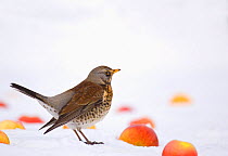 Fieldfare (Turdus pilaris) feeding on apples put out after snowfall, Leicestershire, UK, February.