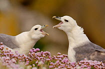 Fulmar (Fulmarus glacialis) breeding pair engaged in their cackling display, Saltee Islands, Republic of Ireland. May.