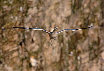 Northern Gannet (Morus bassanus) glides effortlessly, Bempton Cliffs RSPB Reserve, East Yorkshire, UK.
