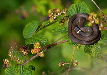 Grass snake (Natrix natrix) sub adult snake basks precariously on the top of a bramble (Rubus fruticosus agg). Derbyshire, UK, August.