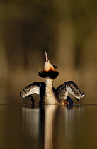 Great crested grebe (Podiceps cristatus) adult stretching its wings and neck in dawn sunlight. Derbyshire, UK, March.