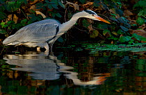 Grey heron (Ardea cinerea) fishing in dappled sunlight on the fringes of the River Lea in London, UK