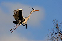 Grey heron (Ardea cinerea) comes in to land at a nest site. Nottinghamshire, UK, March.