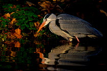 Grey heron (Ardea cinerea) fishing in dappled sunlight on the fringes of the River Lea in London, UK