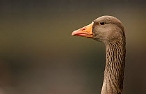 Greylag goose (Anser anser) profile portrait, Hackney Marshes, London, UK, November.