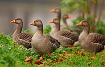 Greylag goose (Anser anser) group perched on the banks of the River Lea, Hackney Marshes, London, UK, November.