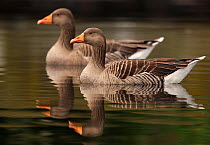 Greylag goose (Anser anser) pair on waters of the River Lea as it passes through Hackney Marshes, London, UK, November.