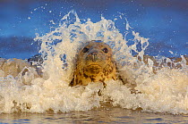 Grey seal (Halichoerus grypus) adult female among breaking waves, Lincolnshire, UK