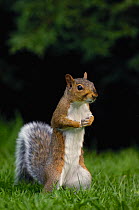 Alert Grey squirrel (Sciurus carolinensis)  Mid Wales, UK