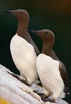 Common Guillemot (Uria aalge) two adults perched together, Saltee Islands, Republic of Ireland, UK, May.