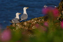 Herring gulls (Larus argentatus) pair of adults, photographed through coastal flowers, perched on the cliff top, Bempton Cliffs RSPB Reserve, East Yorkshire, UK, May.