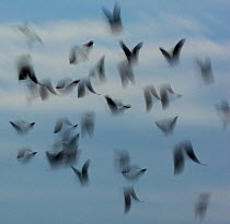 Jackdaws (Corvus monedula) abstract view of flock in flight, Derbyshire, UK, December.