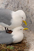 Kittiwakes (Rissa tridactyla) breeding pair mating on their cliff top nest site, Farne Islands, Northumberland, UK, May.