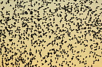 Large flock of Knot (Calidris canutus) in flight at dawn, The Wash, Norfolk, UK, November.