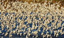 Knot (Calidris canutus) flock of thousands turn in the air together prior to landing, The Wash, Norfolk, UK, November.