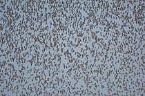 Knot (Calidris canutus) tens of thousands flock as one as they fly to a high tide roost, The Wash,  Norfolk, UK, September.