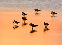 Lapwing (Vanellus vanellus) group roosting in the lagoons at Titchwell RSPB Reserve, Norfolk, UK, October.