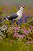 Lesser black backed gull (Larus fuscus) adult 'long-calling' from an elevated rock, May, Skomer Island, Wales, UK, May.