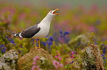 Lesser black backed gull (Larus fuscus) adult 'long-calling' from an elevated rock, Skomer Island, Wales, UK, May.
