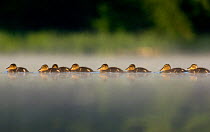 Mallard (Anas platyrhynchos) line of ducklings follow their mother through early morning mist, Derbyshire, UK, June.
