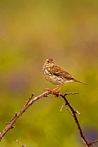 Meadow pipit (Anthus pratensis) adult perched on a bramble stem, Saltee Islands, Republic of Ireland, May.