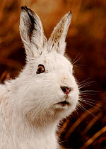 Mountain hare (Lepus timidus) alert portrait in white winter coat, Monadhliath Mountains, Scotland, UK, February.