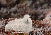 Mountain hare (Lepus timidus) adult in white winter coat sits out a mountain top blizzard,  Monadhliath Mountains, Scotland, UK, February.