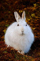 Mountain hare (Lepus timidus) in white winter coat,  Monadhliath Mountains, Scotland, UK, February.