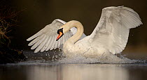 Mute swan (Cygnus olor) adult comes to a halt on water after chasing some geese out of its territory, ~Derbyshire, UK, April.