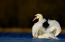 Mute swan (Cygnus olor) adult threat display, March, Derbyshire, UK, April.