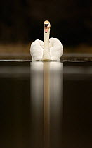 Mute swan portrait on water (Cygnus olor) ~Derbyshire, UK, April.