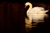 Mute swan (Cygnus olor) profile portrait in dawn light, Nottinghamshire, UK, April.