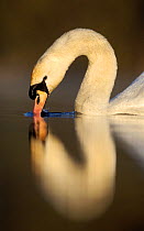 Mute swan (Cygnus olor) drinking water, Derbyshire, UK, April.