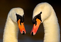 Mute swans (Cygnus olor) pair of adults engaged in a courtship dance, Nottinghamshire, UK, February.