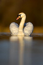 Mute swan (Cygnus olor) portrait on water at dawn,  Derbyshire, UK, February.