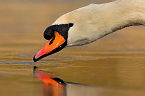 Mute swan (Cygnus olor) drinking from the surface of a frozen lake, Derbyshire, UK, March.