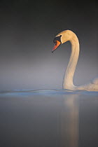 Mute swan (Cygnus olor) adult emerges serenely from a thick mist into dawn sunlight, Derbyshire, UK, May.