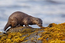 European river otter (Lutra lutra) adult checks a spraint left by a neighbouring otter, Isle of Mull, Scotland, UK