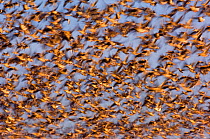 Pink footed geese (Anser brachyrhynchus) huge flock take flight in dawn light, Norfolk, UK, January.