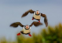 Puffins (Fratercula arctica) pair take off together to go fishing. Farne Islands, Northumberland, UK, May.