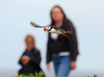 Puffin (Fratercula arctica) comes into land with some sandeels, as a mother and her son watch nearby. Farne Islands, Northumberland, UK, May.